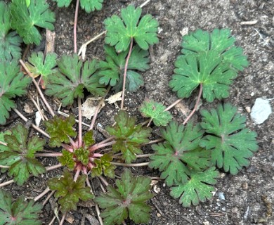 Geranium texanum