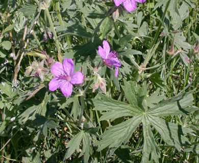 Geranium viscosissimum