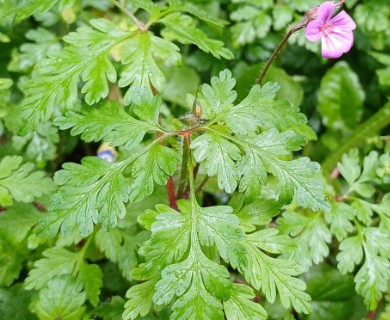 Geranium yeoi
