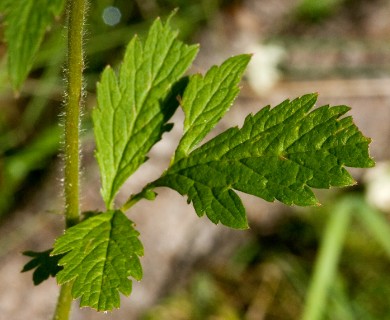 Geum aleppicum