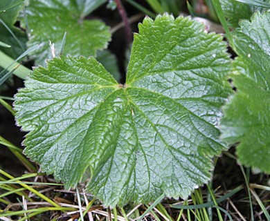 Geum calthifolium