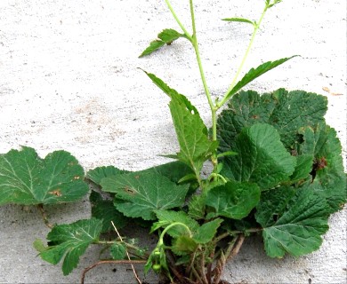 Geum laciniatum