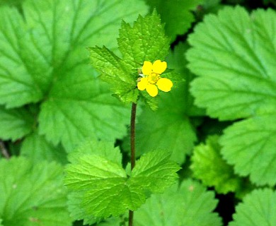 Geum macrophyllum