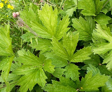 Geum rivale