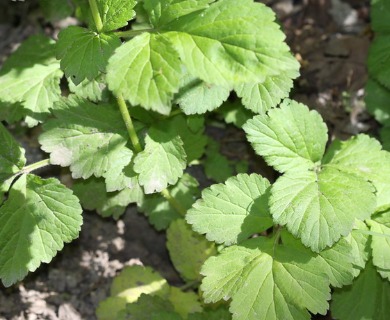 Geum urbanum