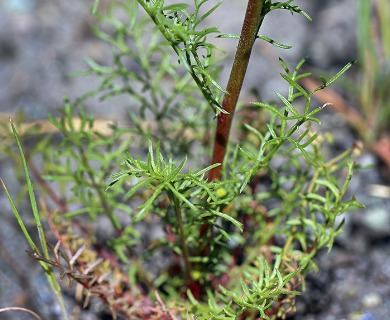 Gilia capitata