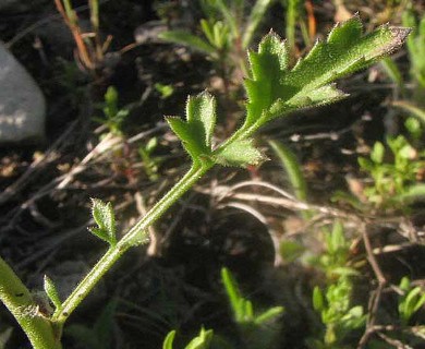 Giliastrum incisum