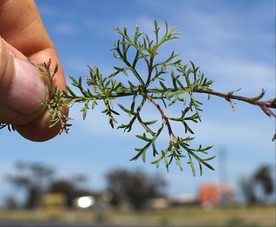 Glandularia aristigera