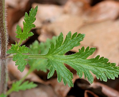 Glandularia canadensis