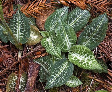 Goodyera oblongifolia