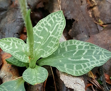 Goodyera tesselata