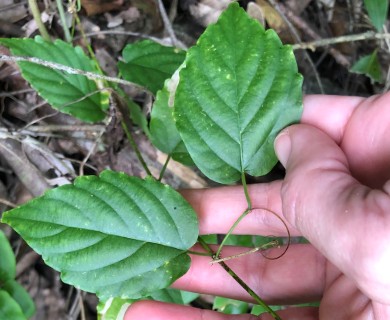 Gouania lupuloides