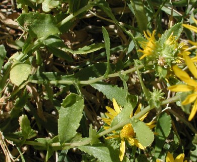 Grindelia squarrosa