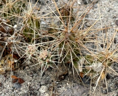 Grusonia aggeria