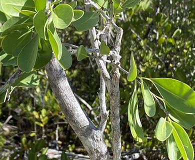 Guapira discolor