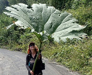 Gunnera tinctoria