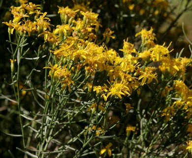 Gutierrezia sarothrae