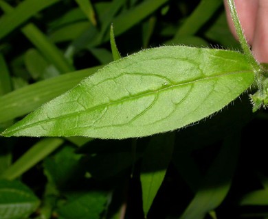 Hackelia virginiana