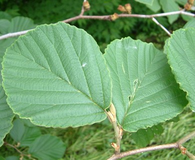 Hamamelis virginiana