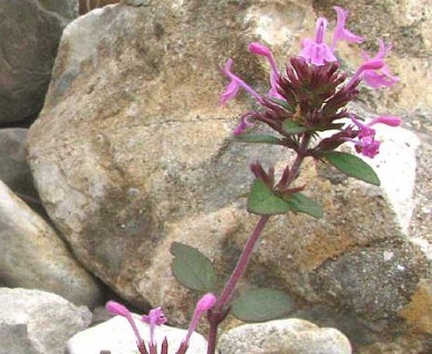 Hedeoma acinoides