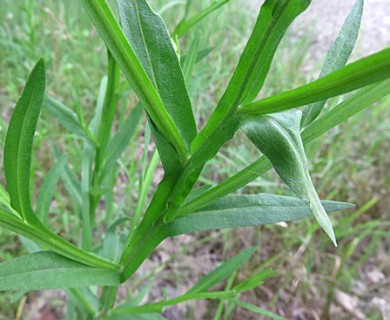 Helenium flexuosum