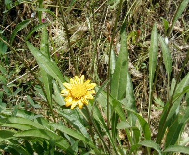 Helianthella californica