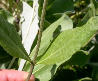 Helianthella uniflora