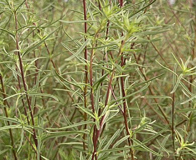 Helianthus angustifolius