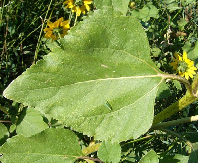 Helianthus annuus