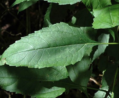 Helianthus decapetalus