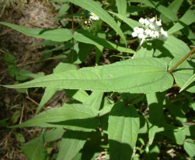 Helianthus divaricatus