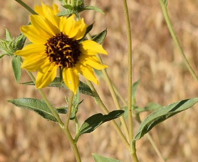 Helianthus exilis