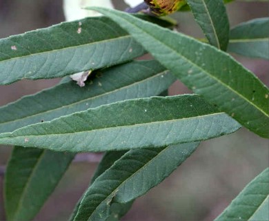 Helianthus grosseserratus