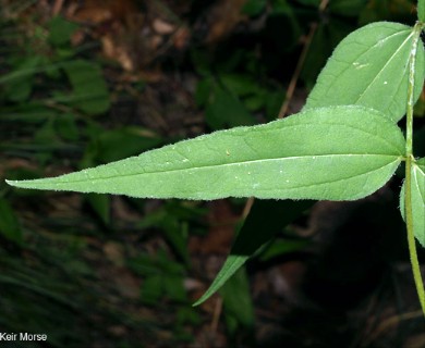 Helianthus hirsutus