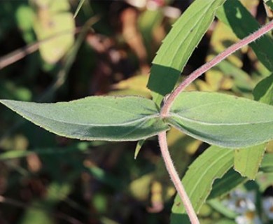 Helianthus mollis