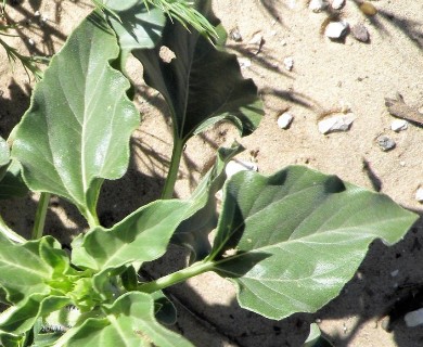 Helianthus petiolaris