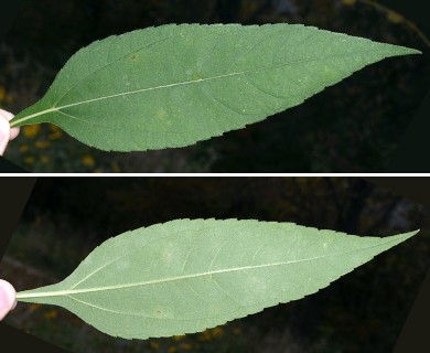 Helianthus tuberosus