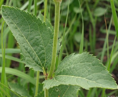 Heliopsis helianthoides