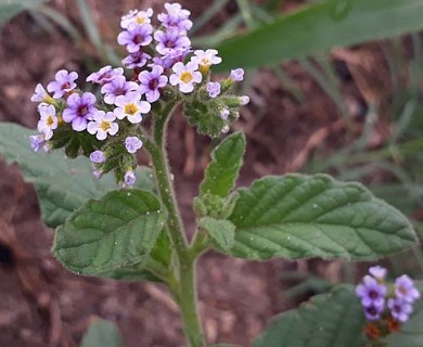 Heliotropium amplexicaule