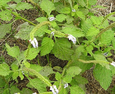 Heliotropium indicum