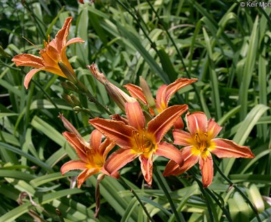 Hemerocallis fulva