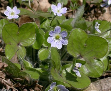 Hepatica americana