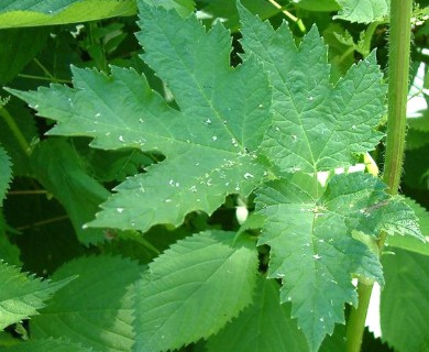 Heracleum maximum