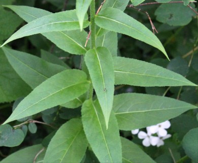 Hesperis matronalis