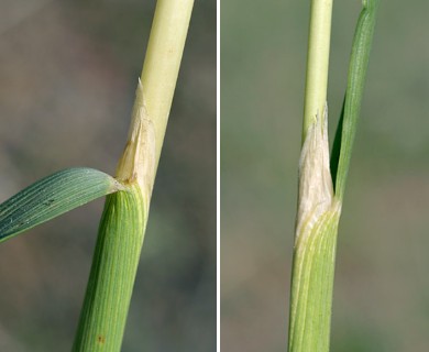 Hesperostipa spartea