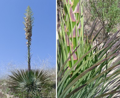 Hesperoyucca whipplei