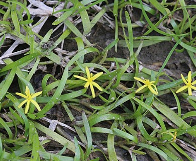 Heteranthera dubia