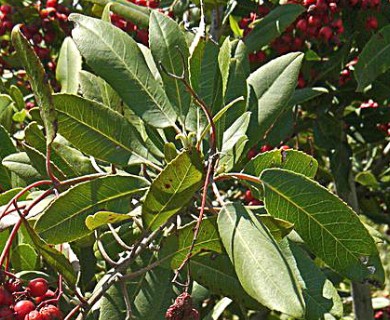 Heteromeles arbutifolia