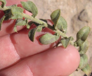 Heterotheca cinerascens