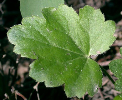 Heuchera richardsonii